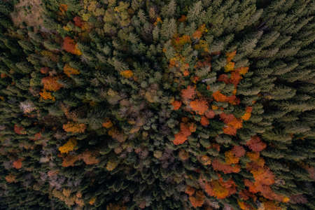 Aerial view of beautiful forest on autumn day