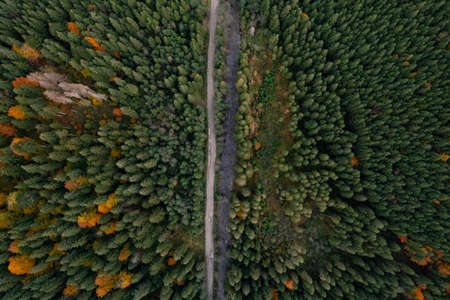 Aerial view of beautiful forest, river and empty road on autumn day