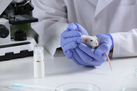 Scientist with rat at table in chemical laboratory, closeup. Animal testingの写真素材