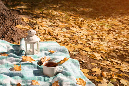 Plaid with cup of tea, cinnamon and lantern near tree in park on sunny autumn day. Space for textの写真素材