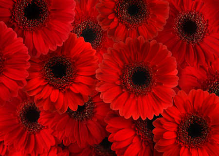 Many beautiful red gerbera flowers as backgroundの写真素材