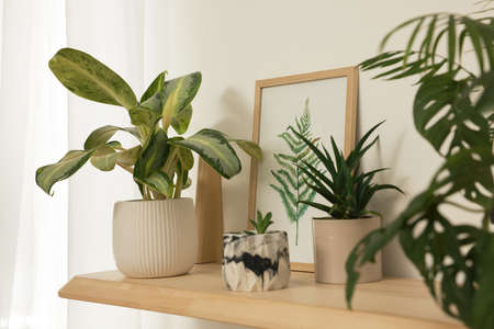 Beautiful green houseplants and picture on wooden shelf indoors. interior design