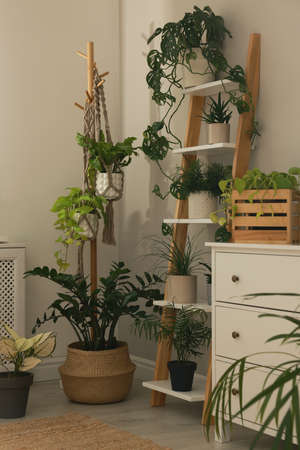 Stylish room interior with beautiful houseplants and furniture near gray wallの写真素材