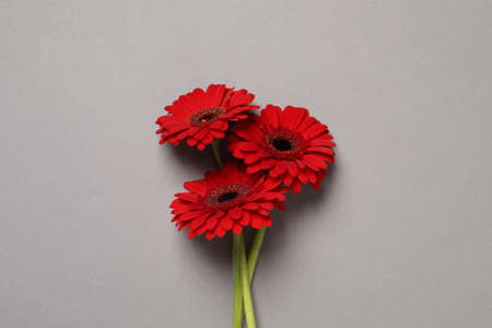Beautiful bright red gerbera flowers on light gray background, top viewの写真素材