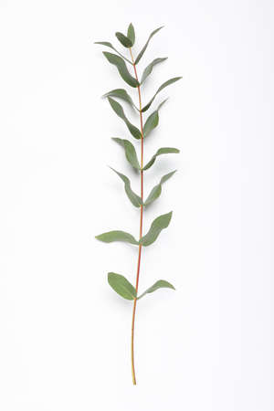 Eucalyptus branch with fresh leaves isolated on white, top viewの写真素材
