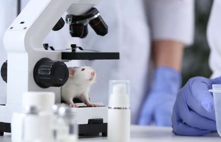 White rat in chemical laboratory. animal testingの写真素材