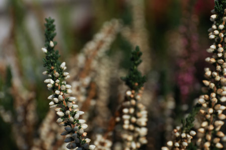Heather twigs with beautiful flowers on blurred background, closeupの写真素材