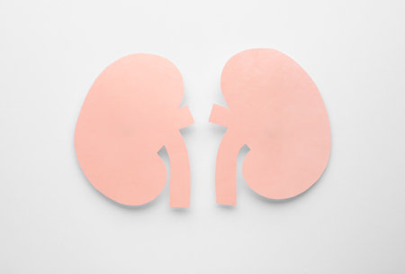 Paper cutout of kidneys on white background, top viewの写真素材