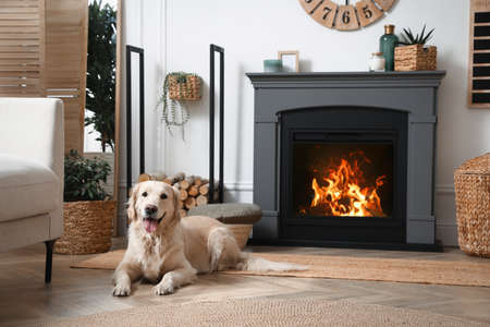 Adorable Golden Retriever dog on floor near electric fireplace indoorsの写真素材