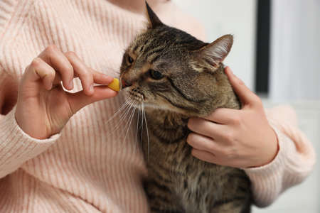 Woman giving heart shaped pill to cute cat indoors, closeup. Vitamins for animals