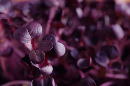 Fresh radish microgreens as background, closeup viewの写真素材