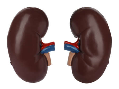 Educational plastic kidney models on white backgroundの写真素材