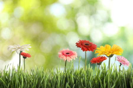 Beautiful colorful gerbera flowers among green grass outdoors on sunny day, bokeh effect
