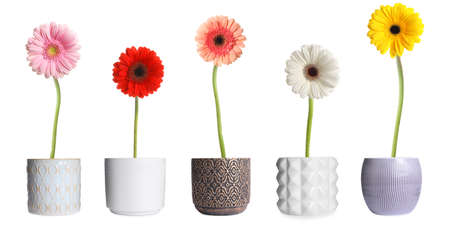 Set of colorful blooming gerbera flowers in pots on white background, banner designの写真素材