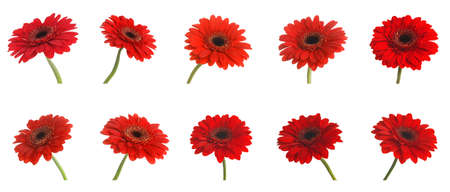Set of beautiful red gerbera flowers on white background. banner designの写真素材