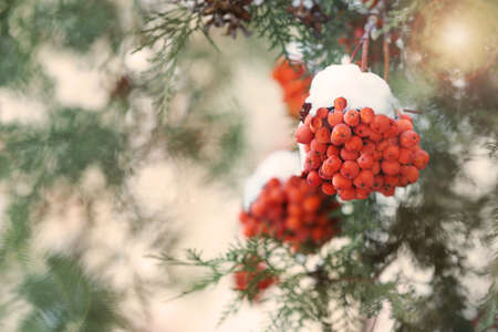 Red rowan berries on tree branch covered with snow outdoors on cold winter day, space for textの写真素材