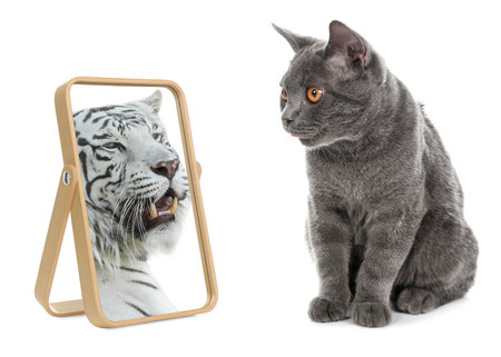 Cute cat looks like tiger into reflection of mirror on white backgroundの写真素材