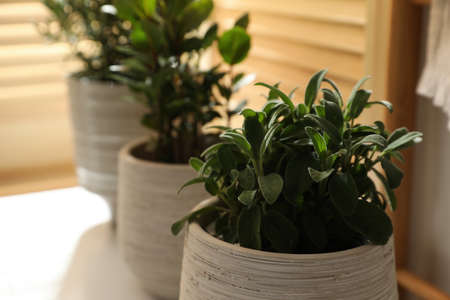 Different potted herbs on wooden table indoors, closeupの写真素材