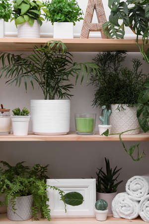 Wooden shelving unit with green plants and various accessories indoors. interior designの写真素材