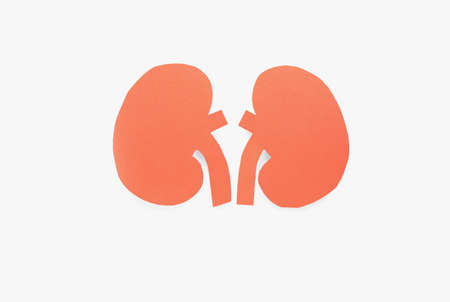 Paper cutout of kidneys on white background, top viewの写真素材