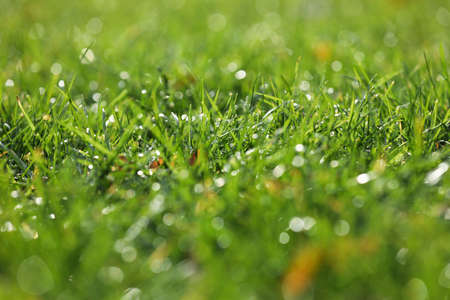 Close up view of dew drops on fresh green grass outdoorsの写真素材