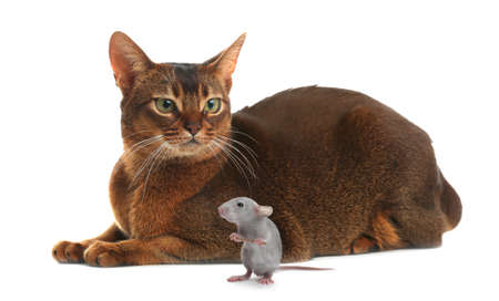 Cute kitten and rat on white backgroundの写真素材