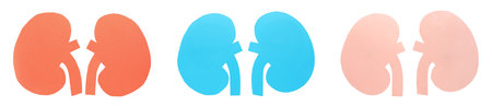Set with paper cutouts of kidneys on white background, top view. banner designの写真素材