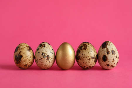 Golden and ordinary quail eggs on pink background