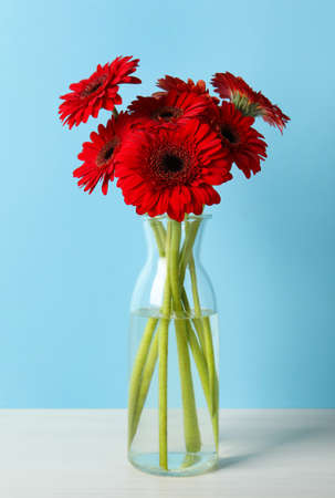 Bouquet of beautiful red gerbera flowers in glass vase on light blue backgroundの写真素材