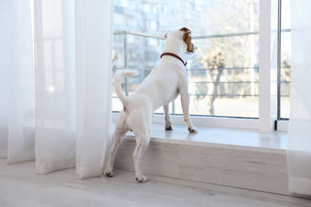 Cute Jack Russell Terrier on windowsill indoorsの写真素材
