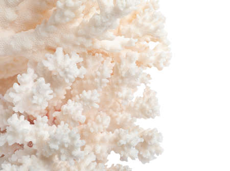 Beautiful exotic sea coral isolated on white, closeupの写真素材