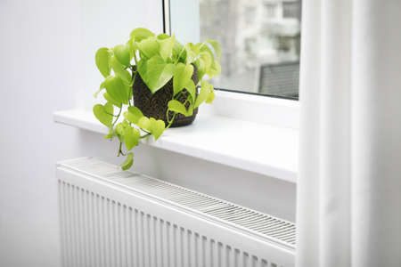 Beautiful houseplant on window sill and modern radiator at home. central heating systemの写真素材