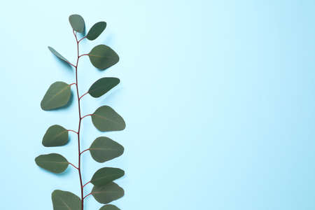 Eucalyptus branch with fresh leaves on light blue background, top view. Space for textの写真素材