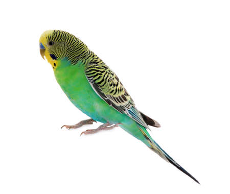 Beautiful parrot isolated on white. exotic petの写真素材