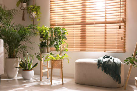Cozy room interior with stylish furniture and beautiful houseplants near windowの写真素材