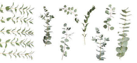 Eucalyptus branches with fresh leaves on white background, collage. banner designの写真素材
