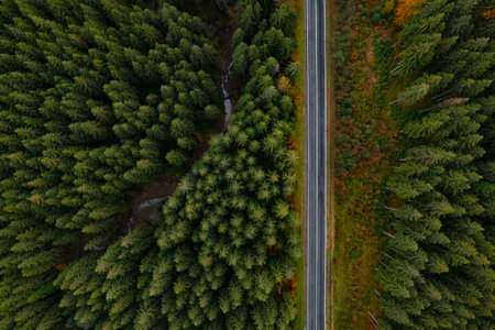 Aerial view of beautiful forest and road on autumn day