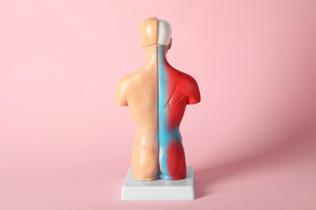 Human anatomy mannequin showing back muscles on pink backgroundの写真素材