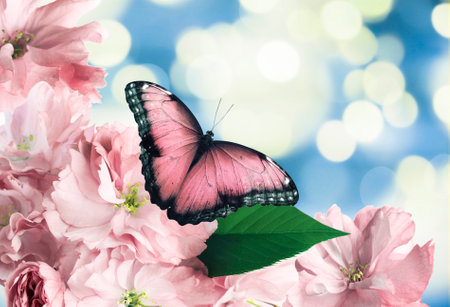 Beautiful butterfly and tiny flowers on light blue background, bokeh effect. Awesome spring blossomの写真素材