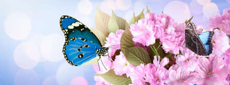 Beautiful butterflies and tiny flowers on light blue background, bokeh effect. Awesome spring blossomの写真素材