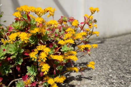 Beautiful blooming Sedum palmeri plant outdoors, closeupの写真素材