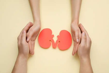 People protecting paper cutout of kidneys on beige background, top viewの写真素材
