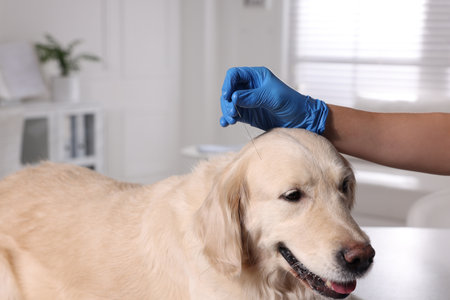 Veterinary holding acupuncture needle near dog's head in clinic, closeup. animal treatmentの写真素材