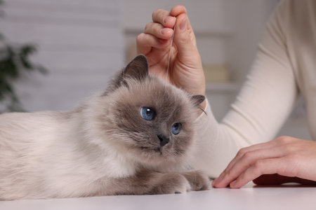 Veterinary holding acupuncture needle near cat's head indoors, closeup. animal treatmentの写真素材