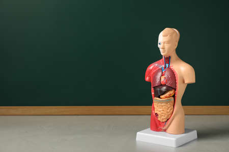 Human anatomy mannequin showing internal organs near chalkboard. Space for textの写真素材