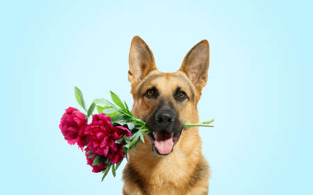 Cute little dog with beautiful peonies on turquoise backgroundの写真素材