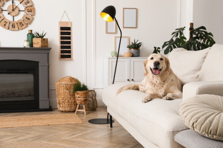 Adorable Golden Retriever dog on sofa near electric fireplace indoorsの写真素材