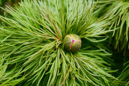 Top view of fern leaf peony bud growing outdoors, closeup. spring flowerの写真素材