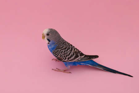 Beautiful parrot on pink background. exotic petの写真素材