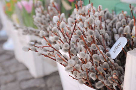 Beautiful pussy willow branches in outdoor store on sunny day, closeup